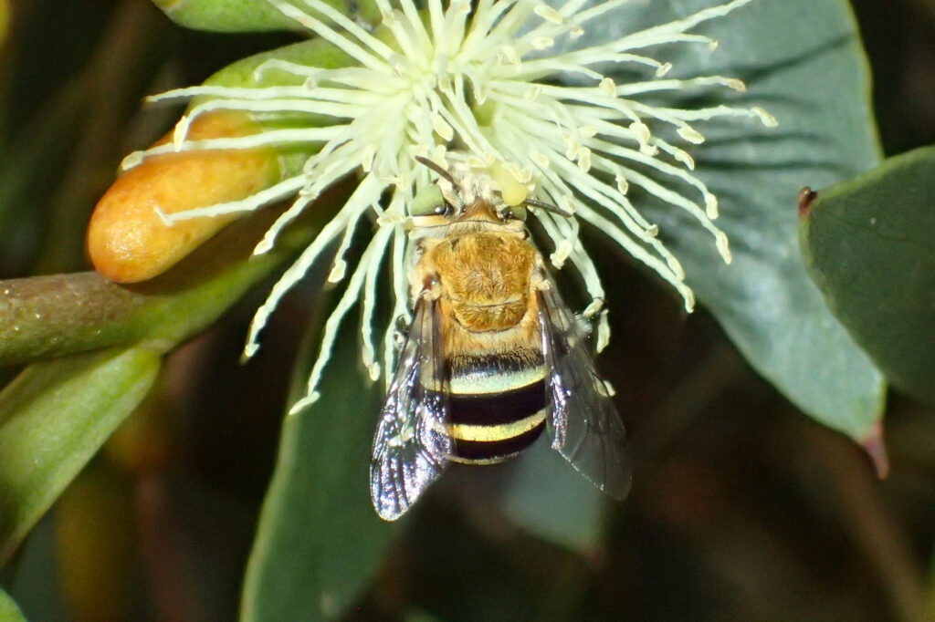 Amegilla chlorocyanea (The curse of aurifrons) © Gary Taylor