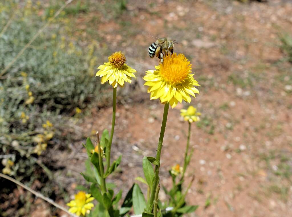 Amegilla chlorocyanea bee, Alice Springs Desert Park, NT