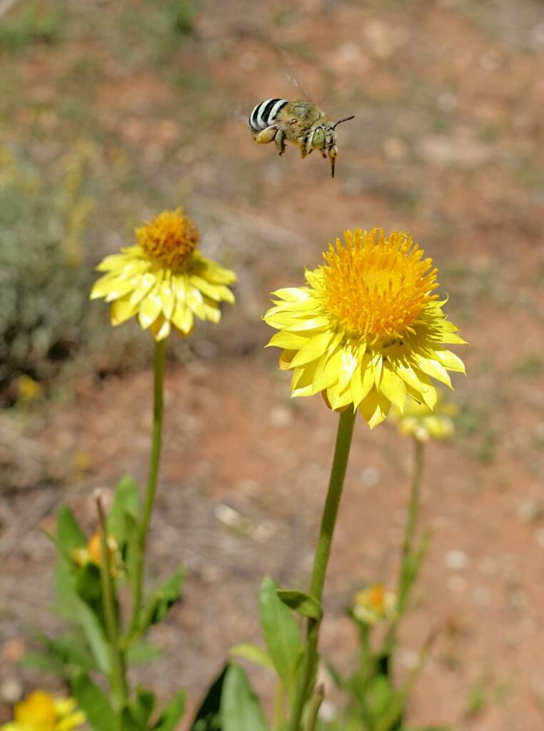 Amegilla chlorocyanea bee, Alice Springs Desert Park, NT