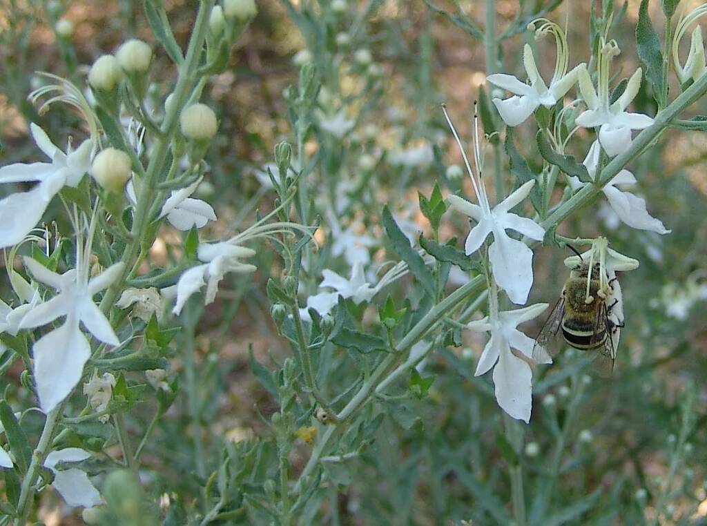Amegilla chlorocyanea on Grey Germander (Teucrium racemosum), Alice Springs NT