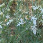 Amegilla chlorocyanea on Grey Germander (Teucrium racemosum), Alice Springs NT