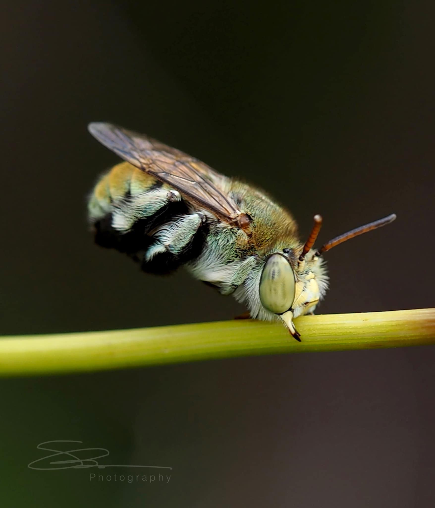 Amegilla aeruginosa Ausemade
