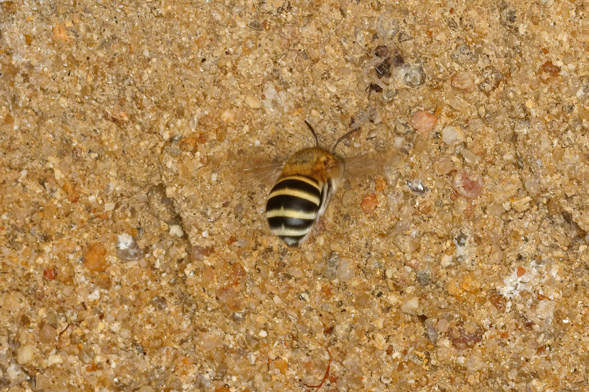 Amegilla (Zonamegilla) adelaidae female, Ballandean QLD © Marc Newman