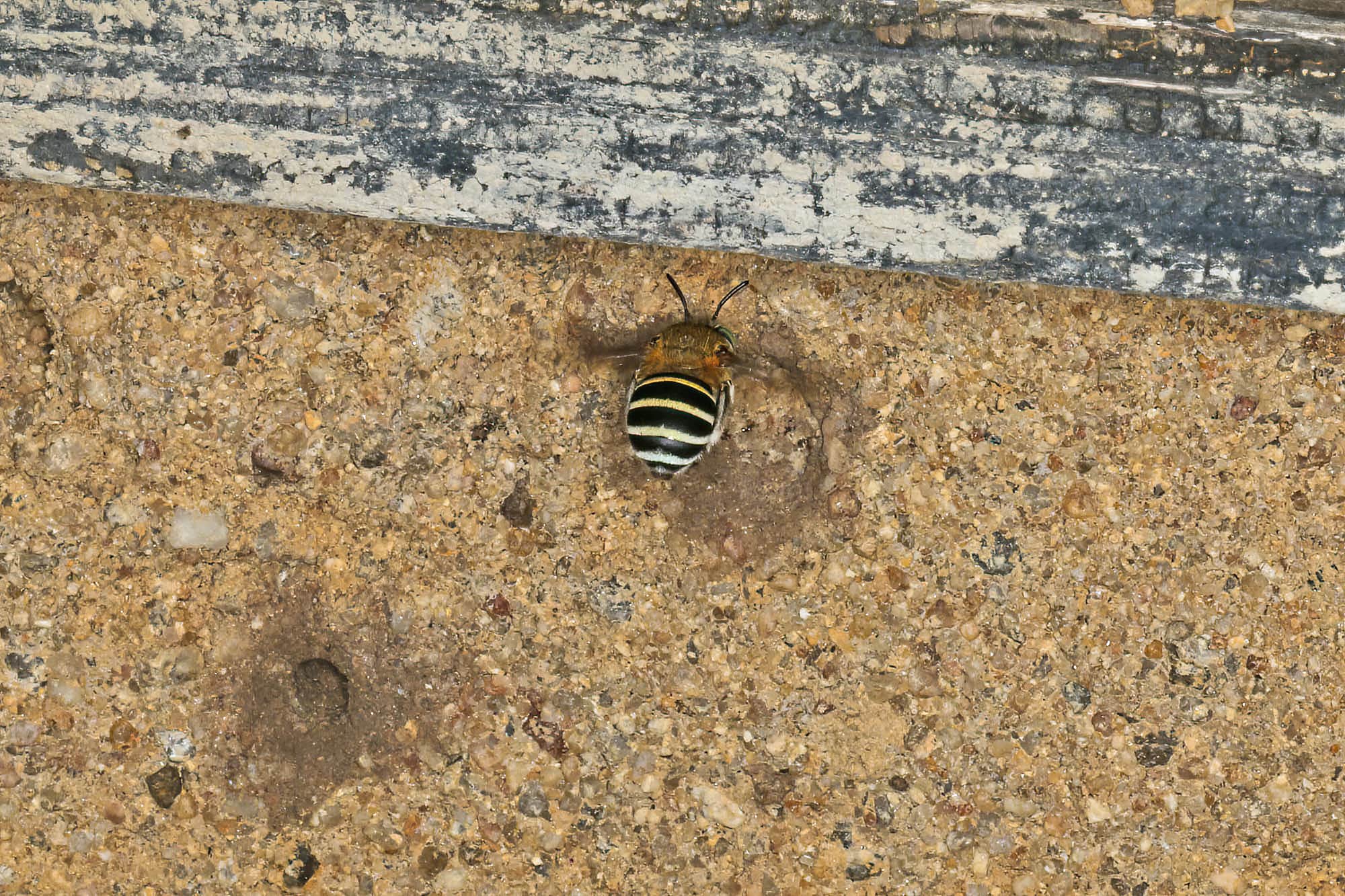 Amegilla adelaidae Ausemade