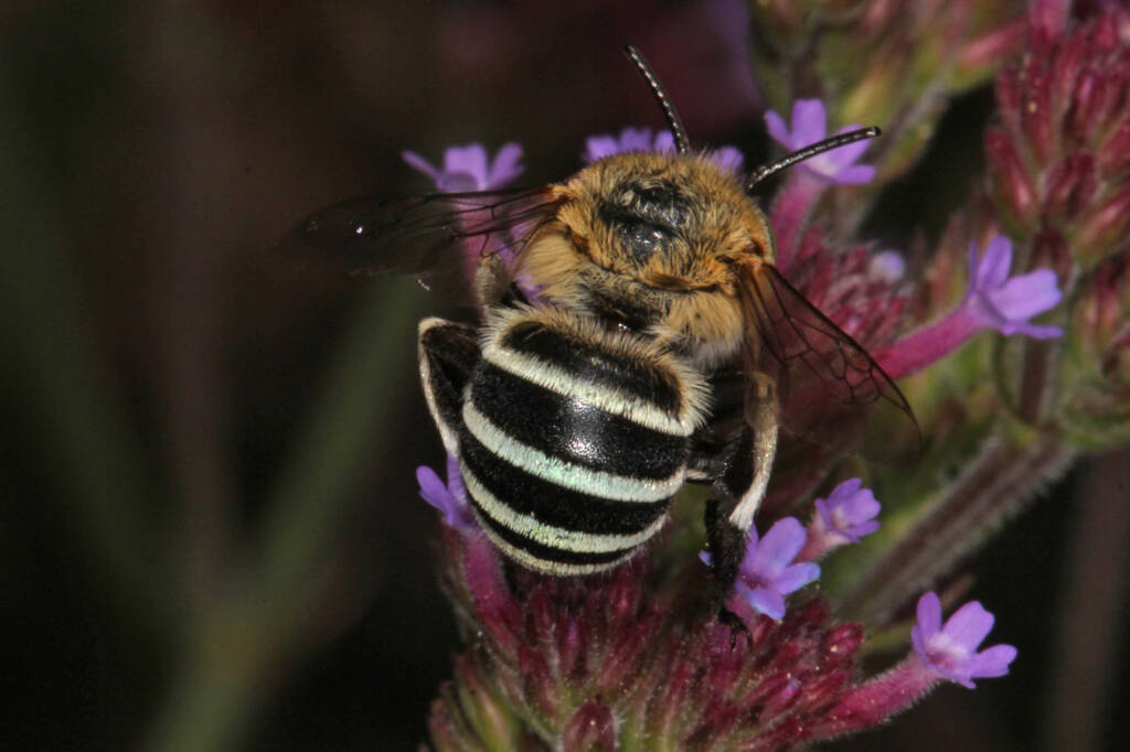 Amegilla (Zonamegilla) asserta male (Blue banded Bee) on Purple Top Verbena