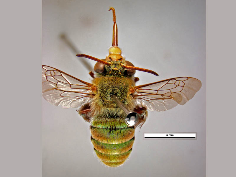Amegilla aeruginosa (front head male) © Ken Walker (Source: Museums Victoria / PaDIL)