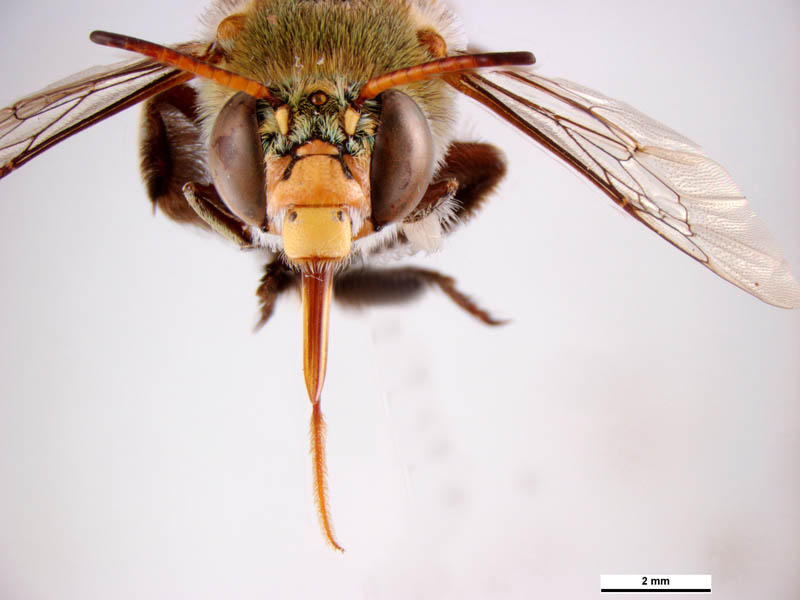 Amegilla aeruginosa (front head male) © Ken Walker (Source: Museums Victoria / PaDIL)