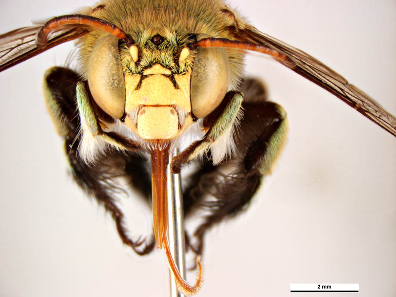 Amegilla aeruginosa (head front male) © Ken Walker (Source: Museums Victoria / PaDIL)