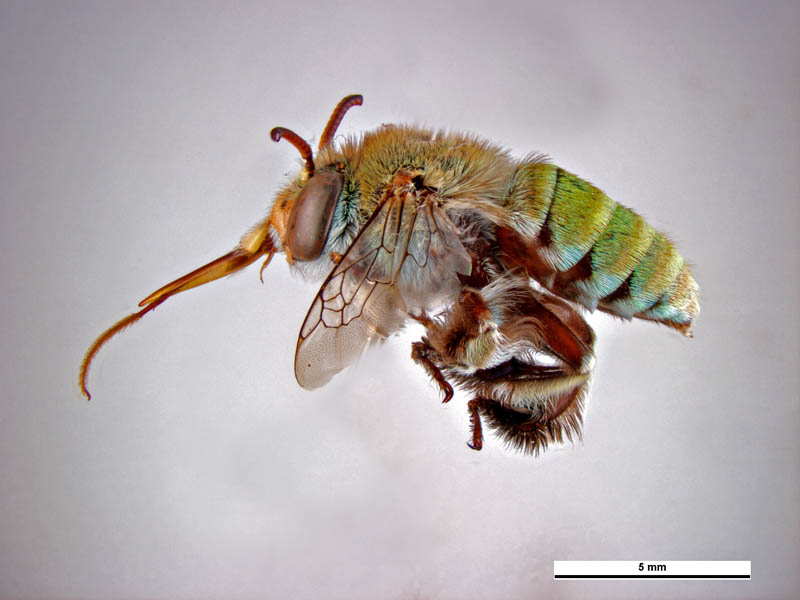 Amegilla aeruginosa (lateral view male) © Ken Walker (Source: Museums Victoria / PaDIL)