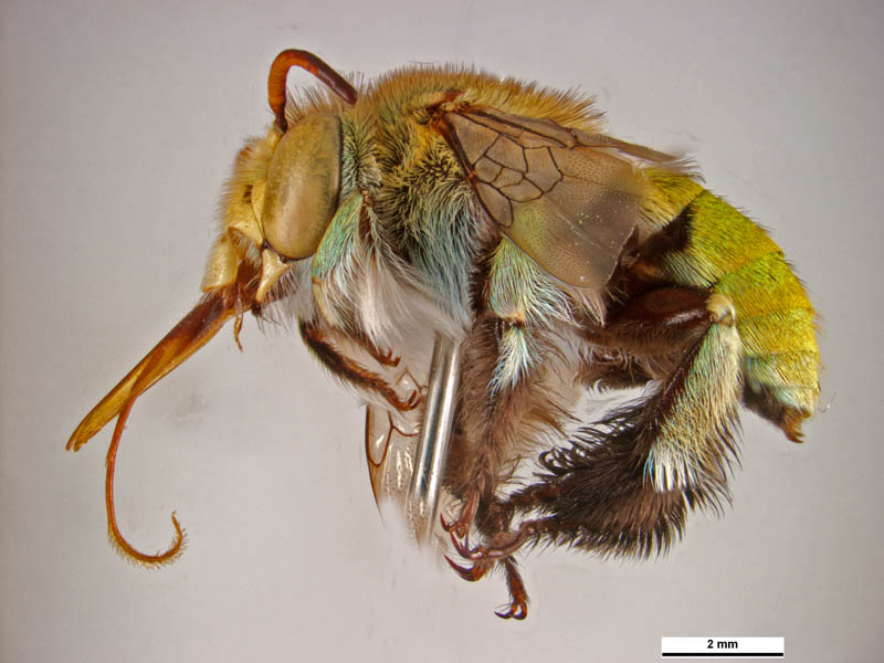 Amegilla aeruginosa (lateral view male) © Ken Walker (Source: Museums Victoria / PaDIL)