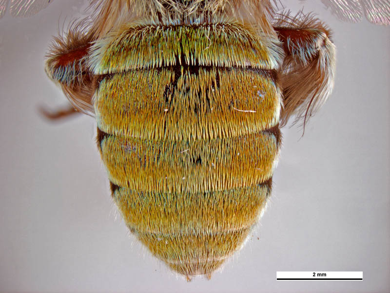 Amegilla aeruginosa (metasoma male) © Ken Walker (Source: Museums Victoria / PaDIL)