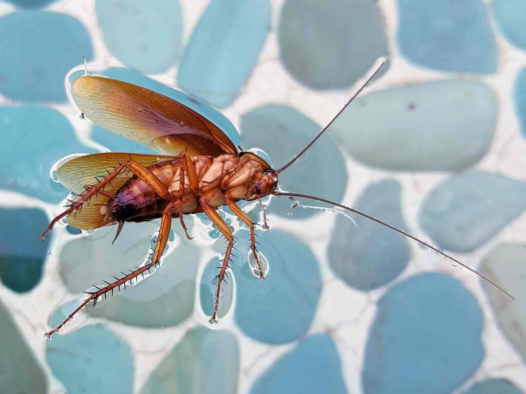 American Cockroach (Periplaneta americana), Alice Springs NT