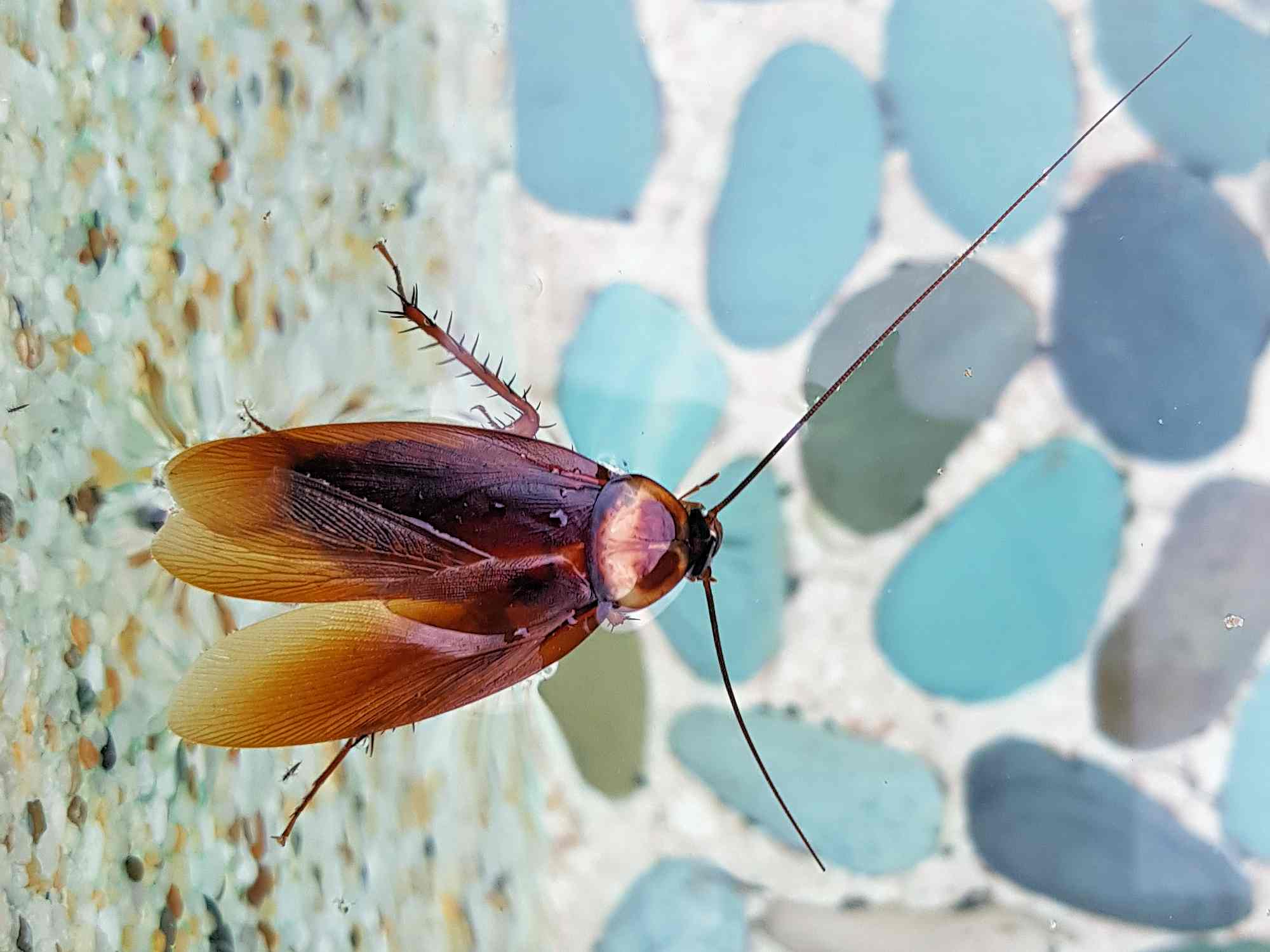 American Cockroach (Periplaneta americana), Alice Springs NT