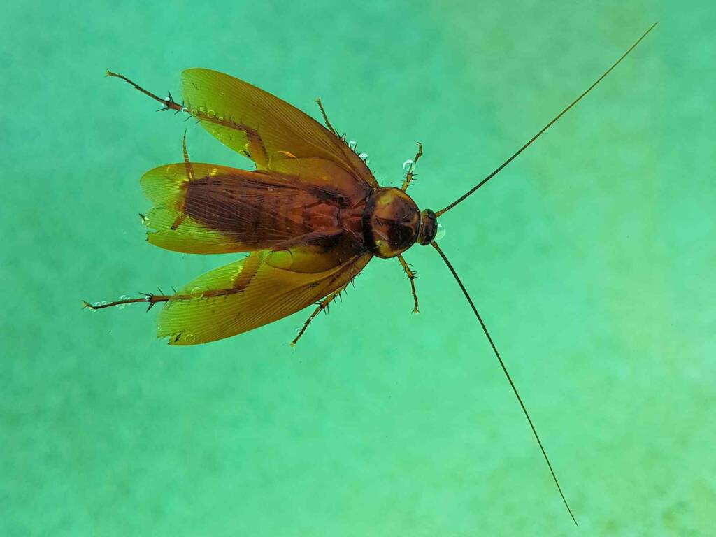 American Cockroach (Periplaneta americana), Alice Springs NT
