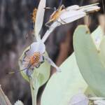 Nymph - Eucalyptus Tip-wilting Bug (Amorbus alternatus), Alice Springs NT