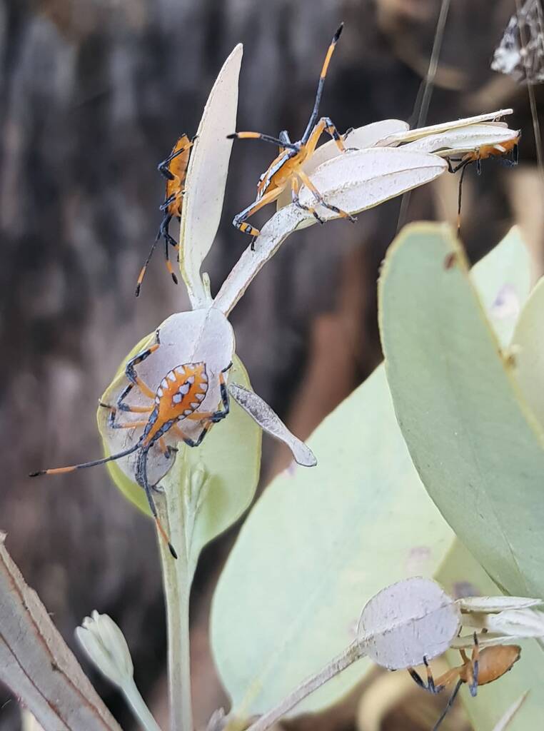 Nymph - Eucalyptus Tip-wilting Bug (Amorbus alternatus), Alice Springs NT