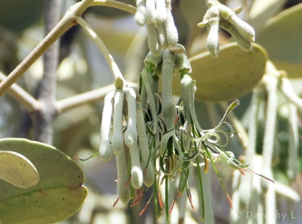 Broad-leaved Mistletoe (Amyema madidenii), Kunoth Bore, Central Australia, NT