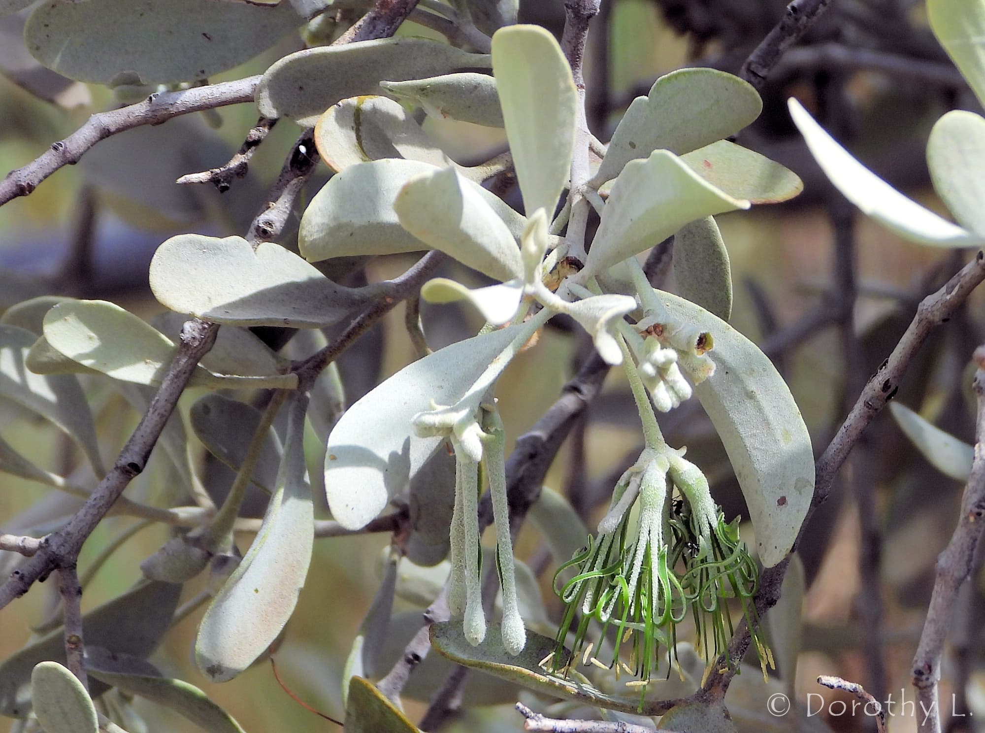 Broad-leaved Mistletoe (Amyema madidenii), Kunoth Bore, Central Australia, NT
