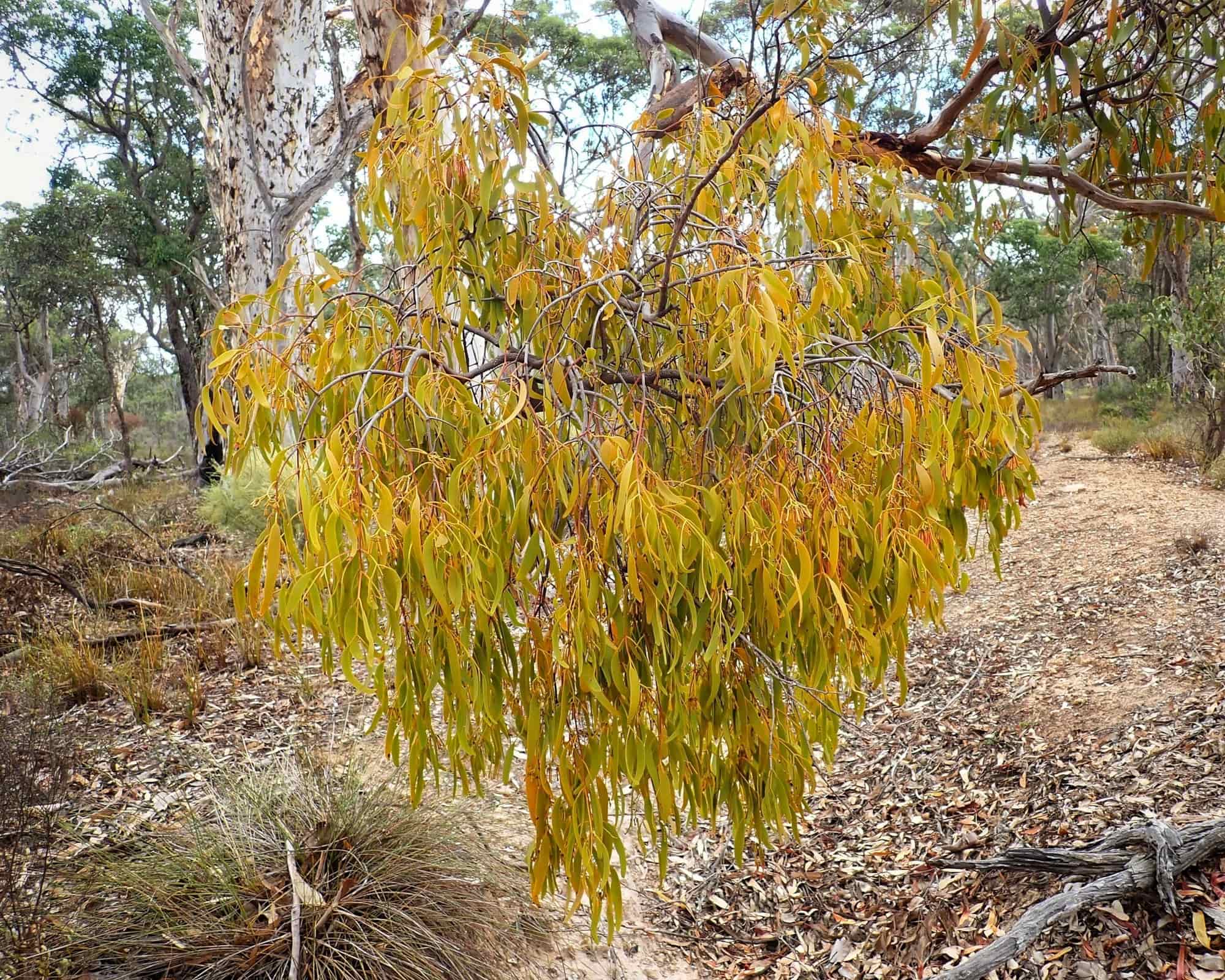 Stalked Mistletoe (Amyema miquelii) – Ausemade