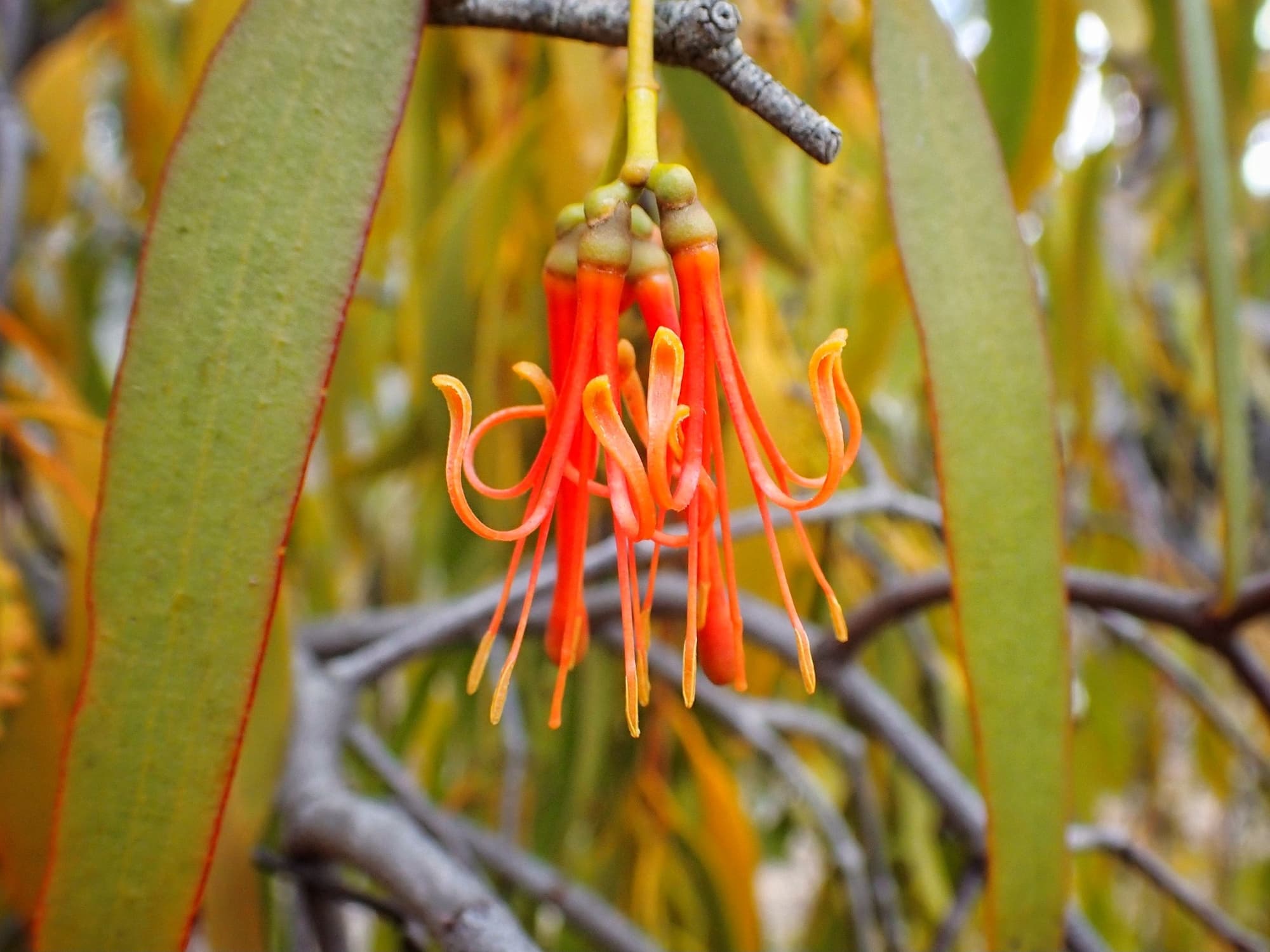 Stalked Mistletoe (Amyema miquelii) – Ausemade