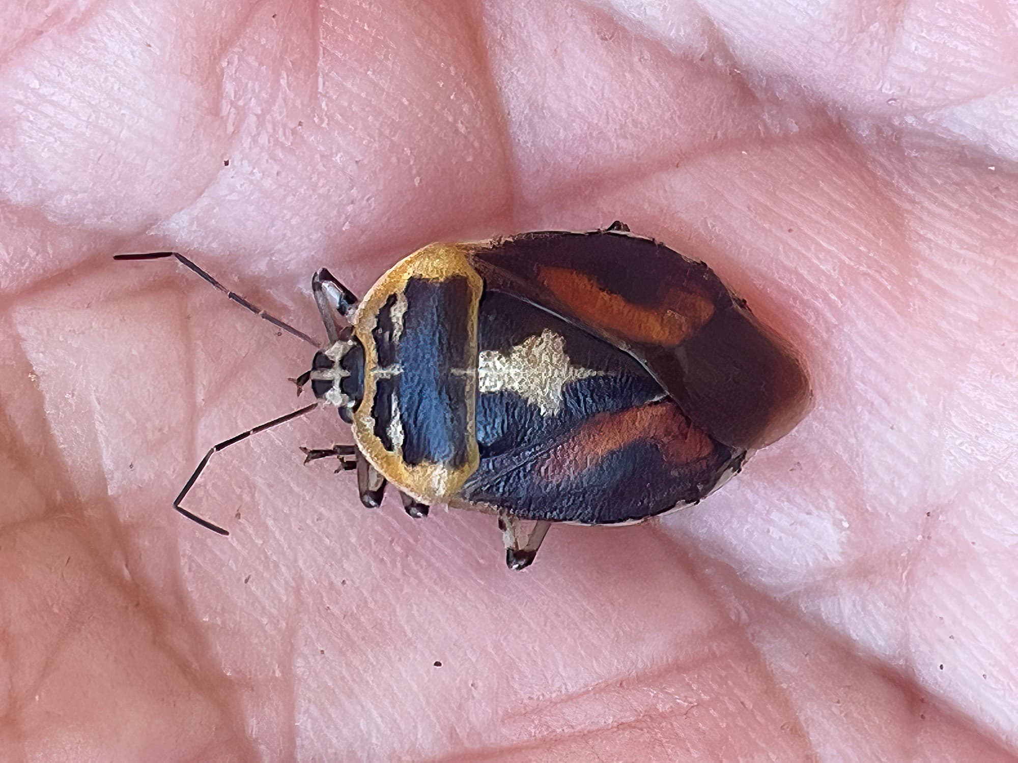 Amyotea hamata (Yellow Predatory Shield Bug), Murgon QLD © Tony Eales