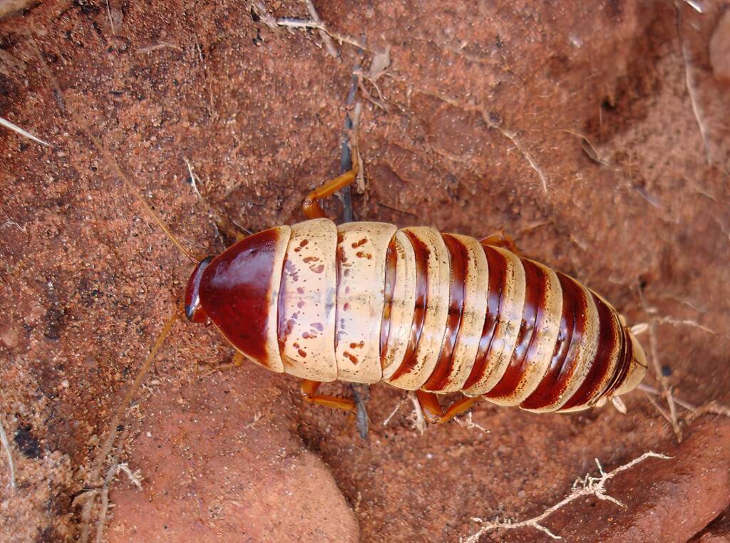 Anamesia sp. (Cockroach), Kings Canyon, NT
