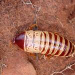 Anamesia sp. (Cockroach), Kings Canyon, NT