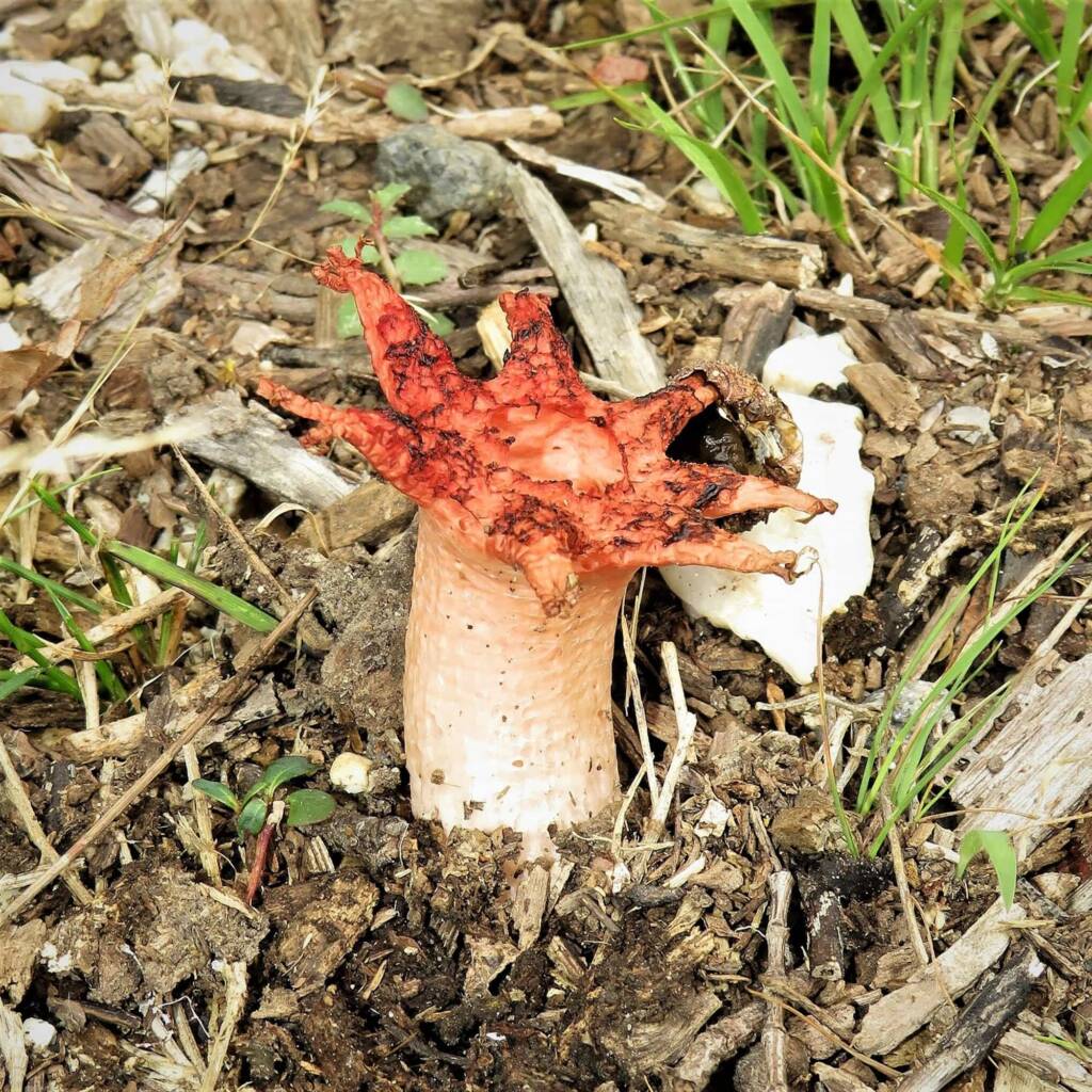 Anemone Stinkhorn Fungus (Aseroe rubra), Wallaga Lake NSW © Deb Taylor