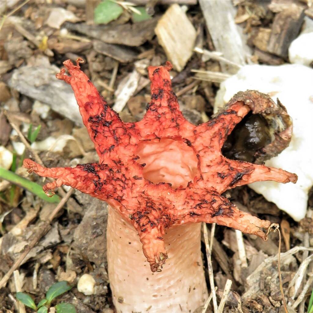 Anemone Stinkhorn Fungus (Aseroe rubra), Wallaga Lake NSW © Deb Taylor