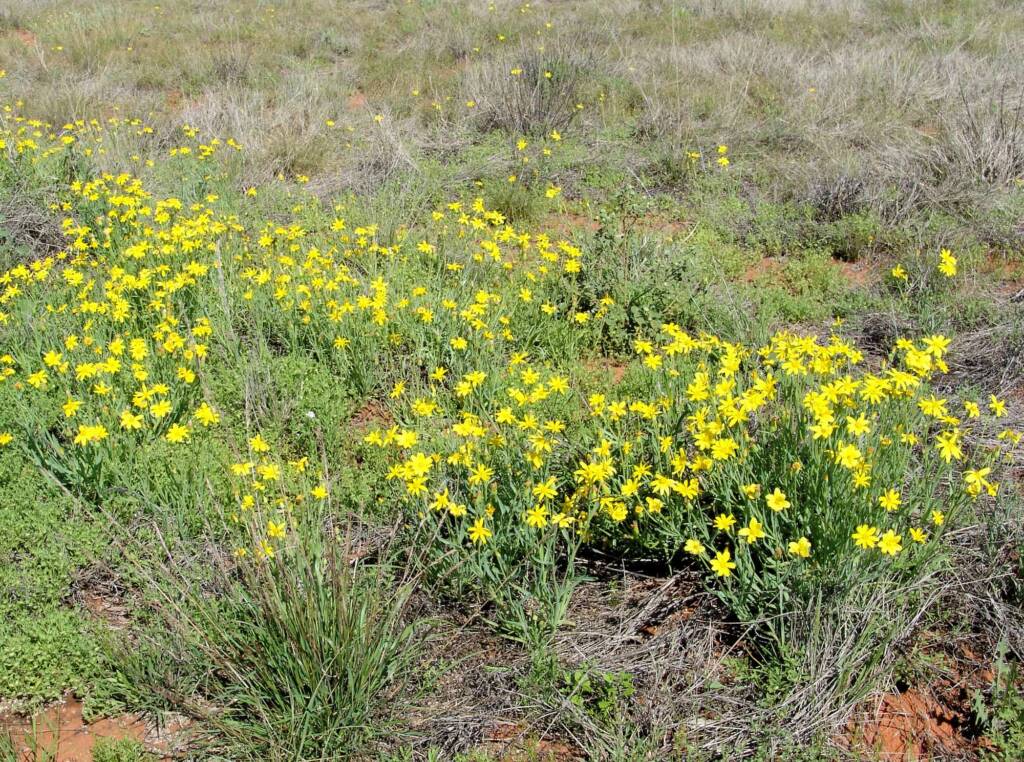 Mass flowering Annual Yellowtop (Senecio gregorii), Central Australia