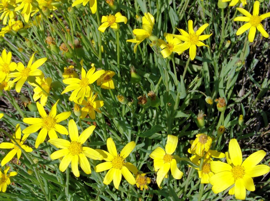 Mass flowering Annual Yellowtop (Senecio gregorii), Central Australia