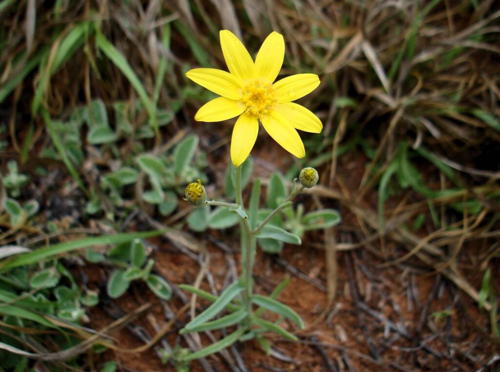 Annual Yellowtop (Senecio gregorii), Alice Springs