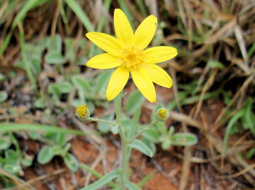 Annual Yellowtop (Senecio gregorii), Alice Springs