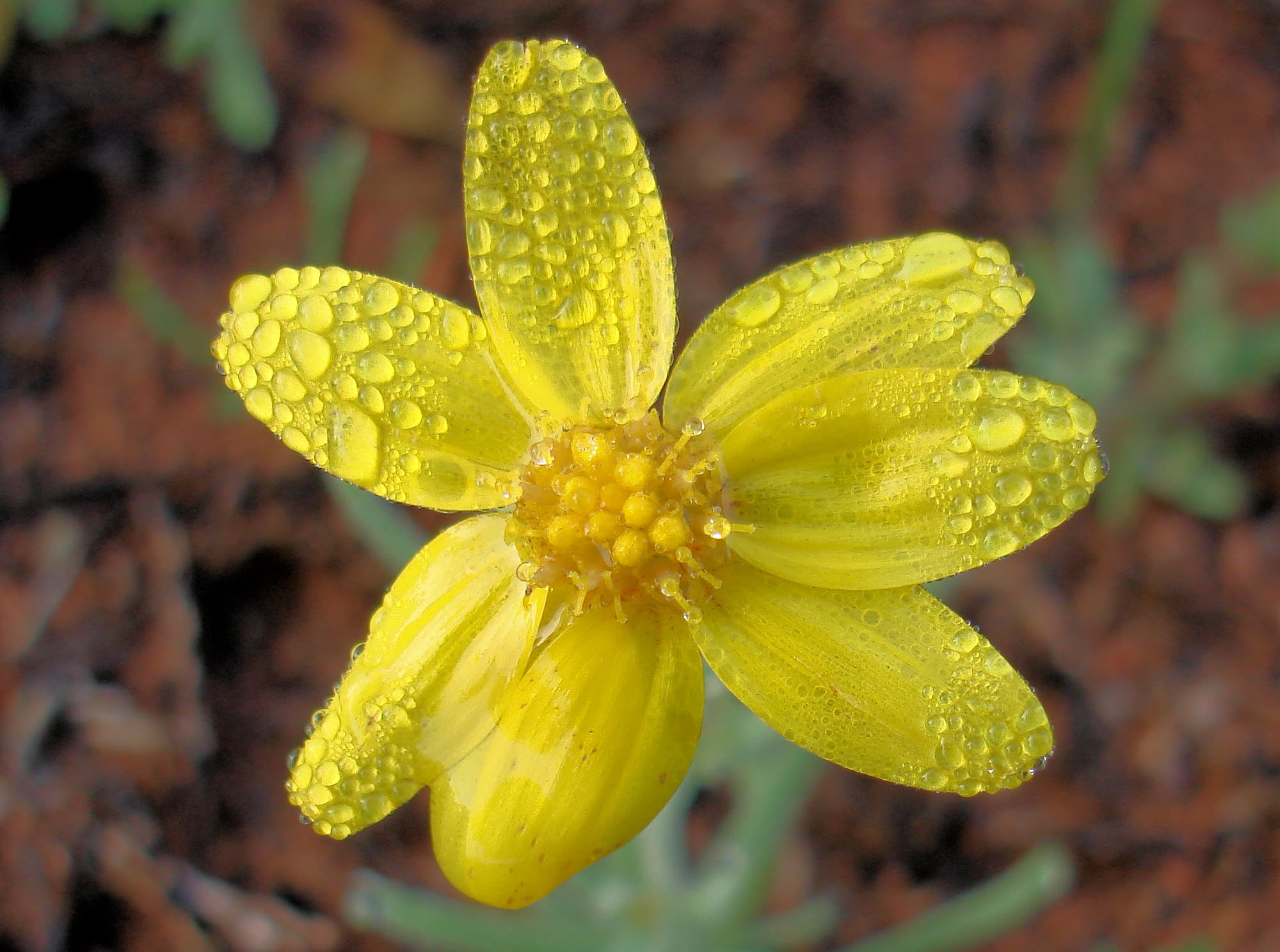 Annual Yellowtop (Senecio gregorii), Alice Springs