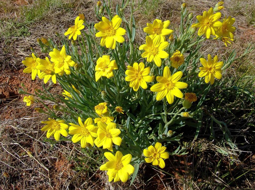 Annual Yellowtop (Senecio gregorii), Ilparpa Claypans, Alice Springs NT