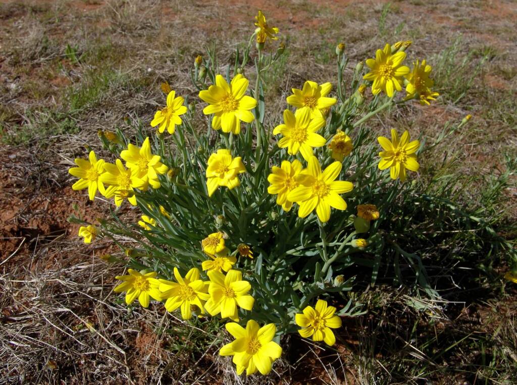 Annual Yellowtop (Senecio gregorii), Ilparpa Claypans, Alice Springs NT