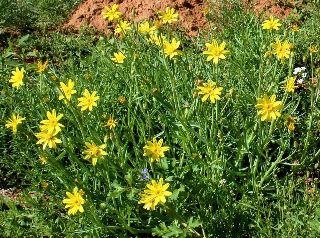 Annual Yellowtop (Senecio gregorii), Alice Springs NT