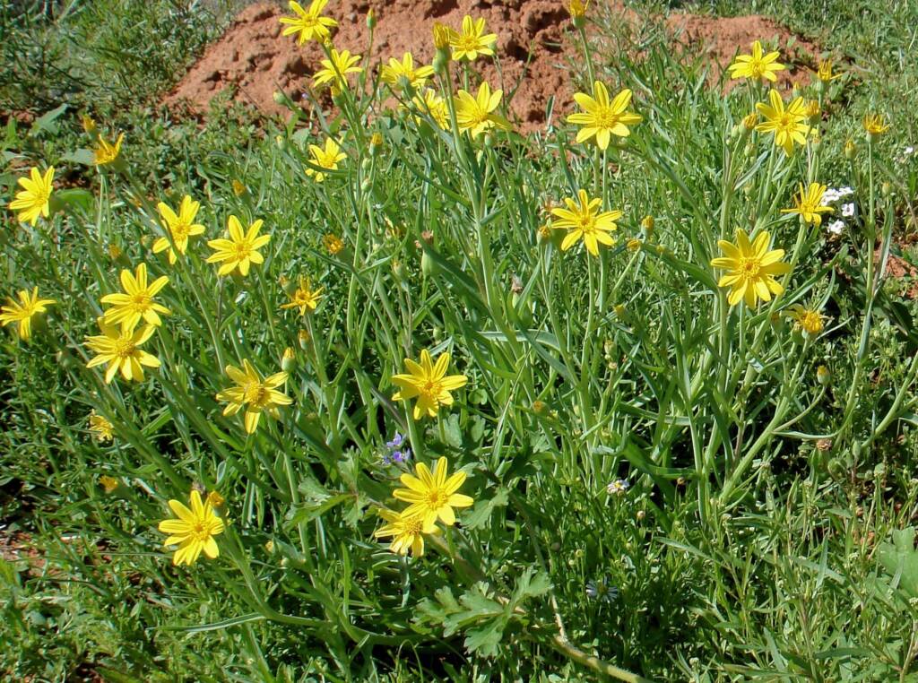 Annual Yellowtop (Senecio gregorii), Alice Springs NT