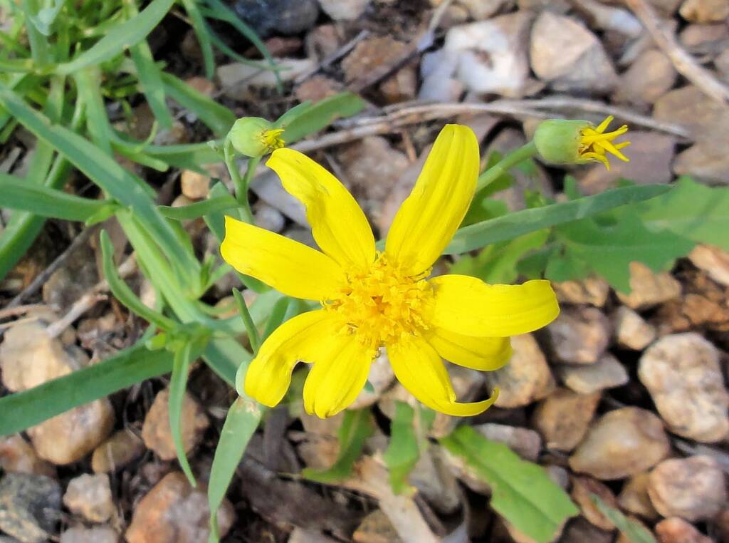Annual Yellowtop (Senecio gregorii)