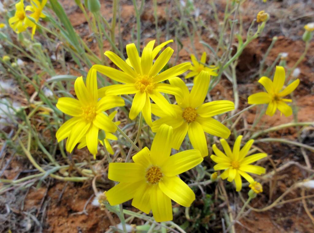Annual Yellowtop (Senecio gregorii), Binns Track, NT