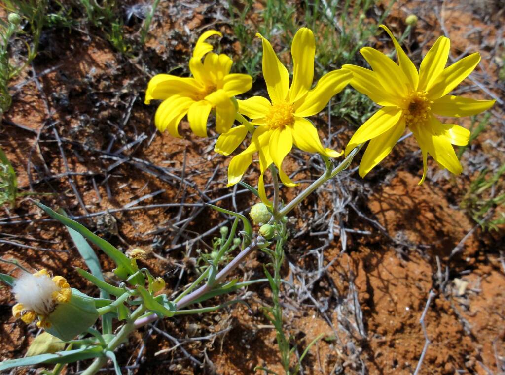 Annual Yellowtop (Senecio gregorii), Binns Track, NT