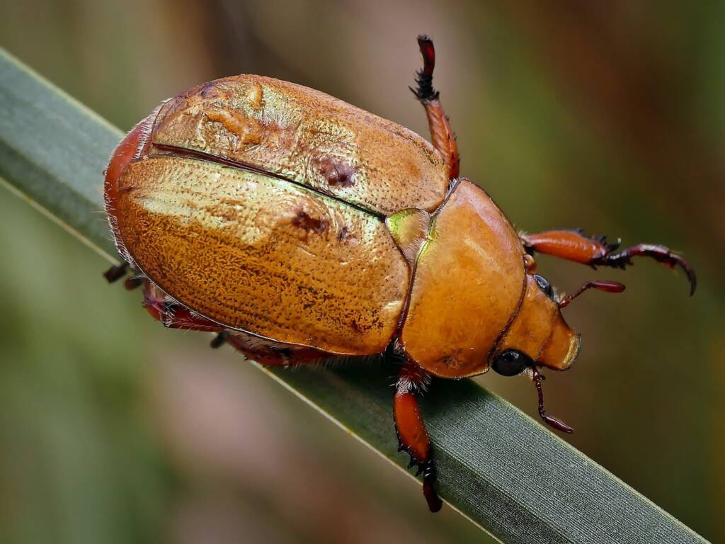Duck Billed Beetle (Anoplognathus montanus), Belair SA © Marianne Broug