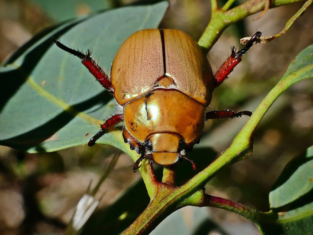 Duck Billed Beetle (Anoplognathus montanus), Belair SA © Marianne Broug