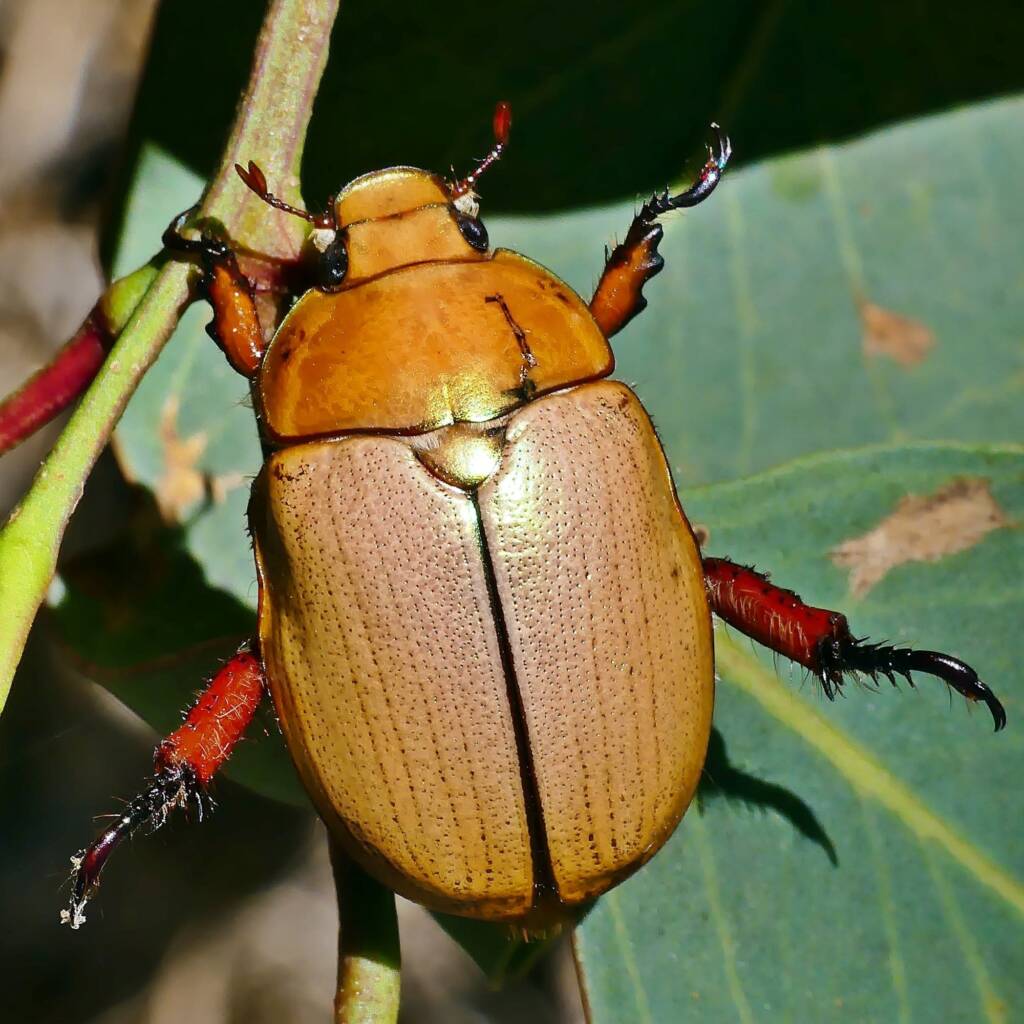 Duck Billed Beetle (Anoplognathus montanus), Belair SA © Marianne Broug