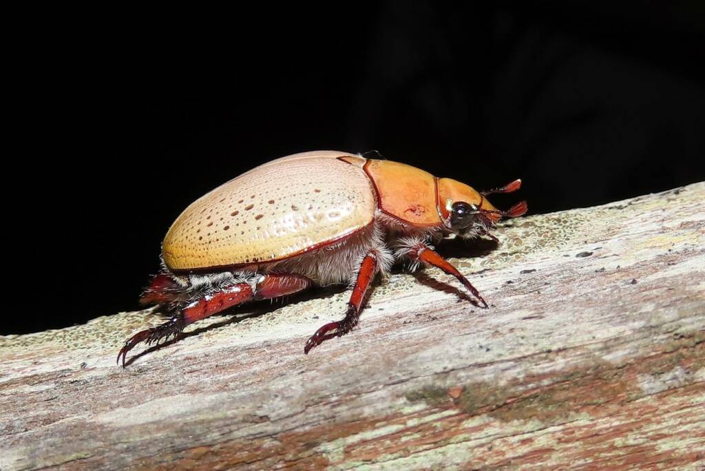 Anoplognathus olivieri (Christmas Beetle), Wallaga Lake NSW © Deb Taylor