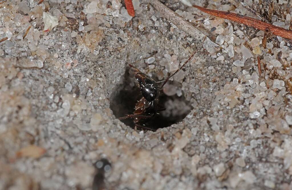 Ant, Piara Waters, Perth WA © Marc Newman