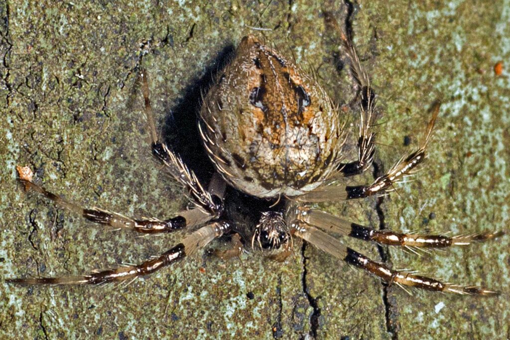 Ant-eating Spider (genus Euryopis), Mount Nebo QLD ยฉ Tony Eales
