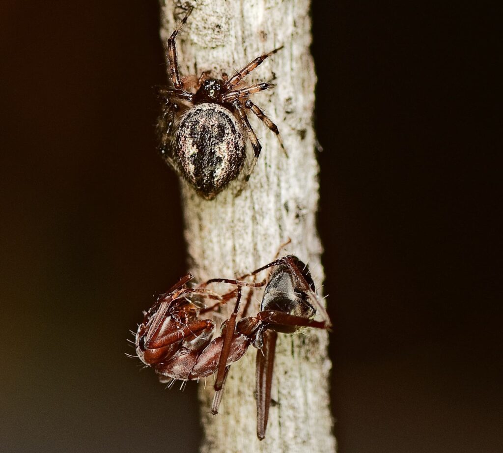 Ant-eating Spider (genus Euryopis) with prey, Opalton QLD © Tony Eales