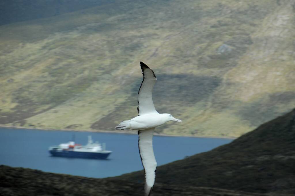 Southern Royal Albatross (Diomedea epomophora), Antarctica © Jennifer Cooke