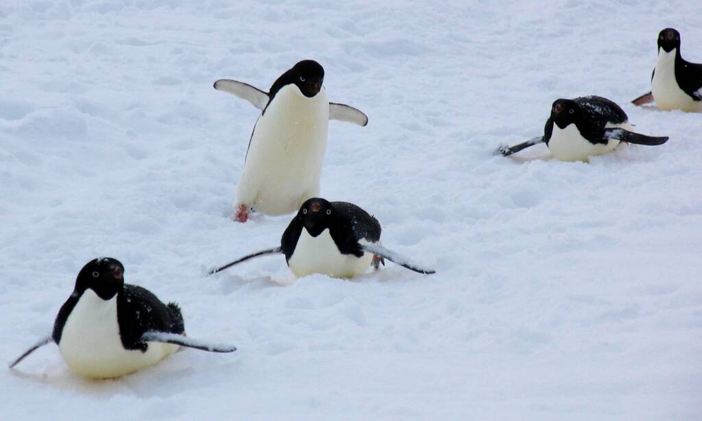 Adélie Penguin (Pygoscelis adeliae) on parade (Cape Adare), Antarctica © Jennifer Cooke